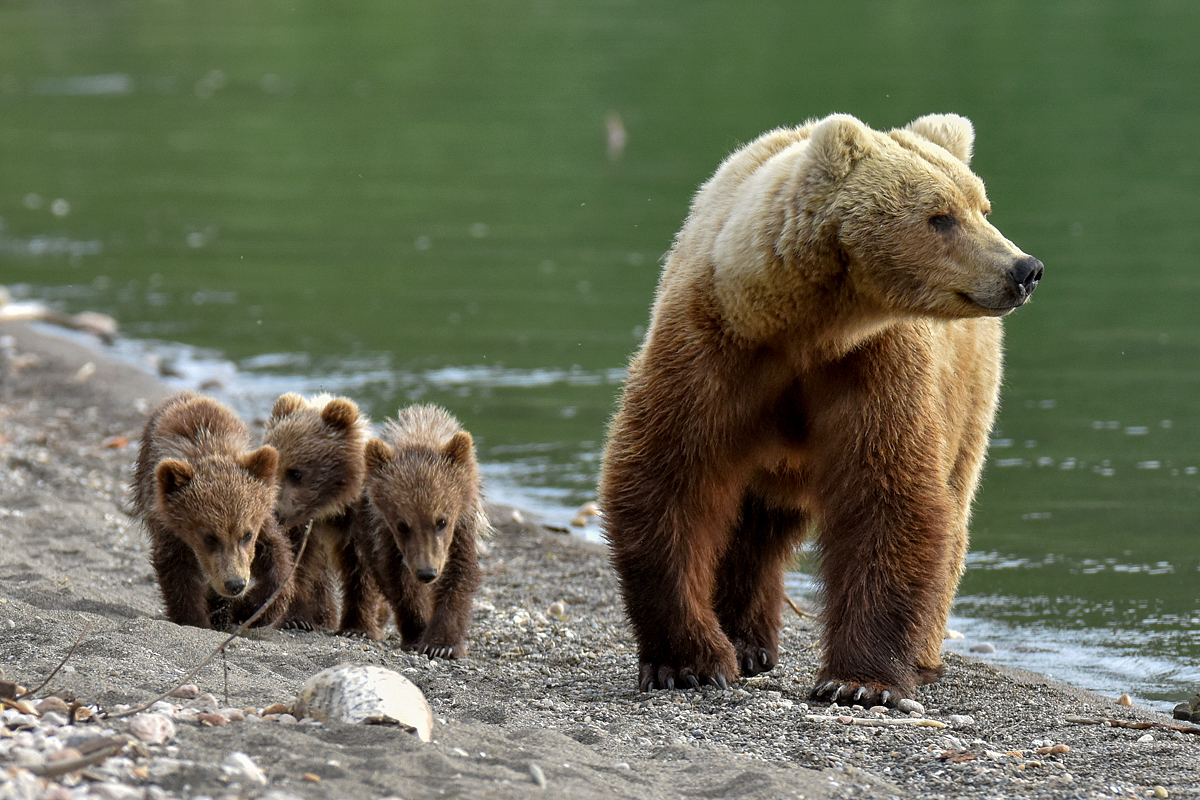 Unkwown Bear & 3 Spring Cubs