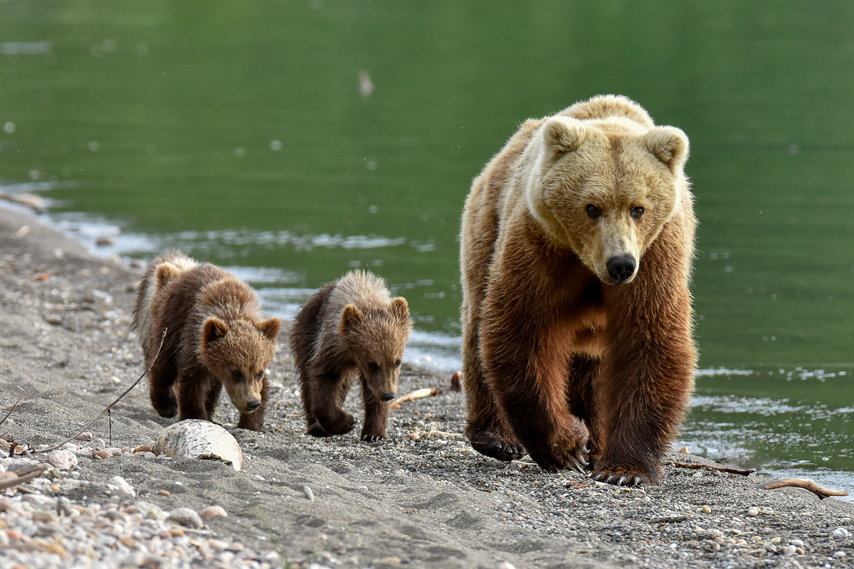 Unkwown Bear & 3 Spring Cubs