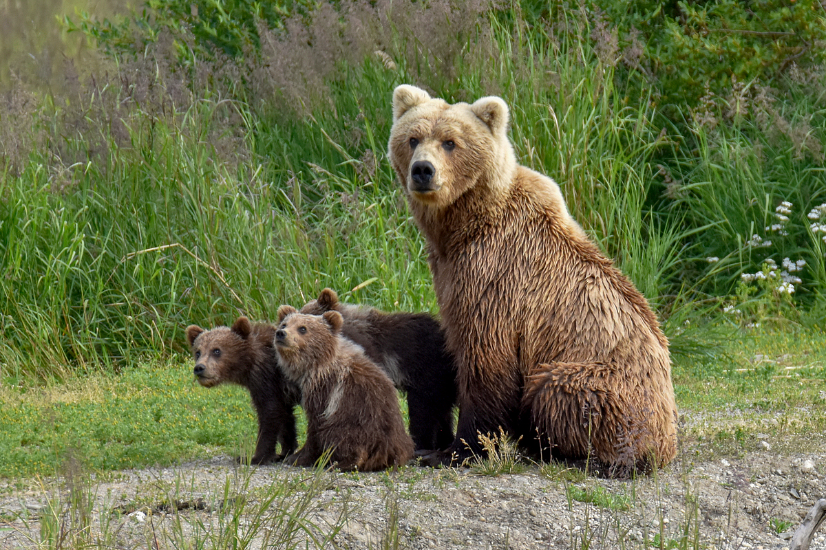 Unknown Bear & 3 spring cubs