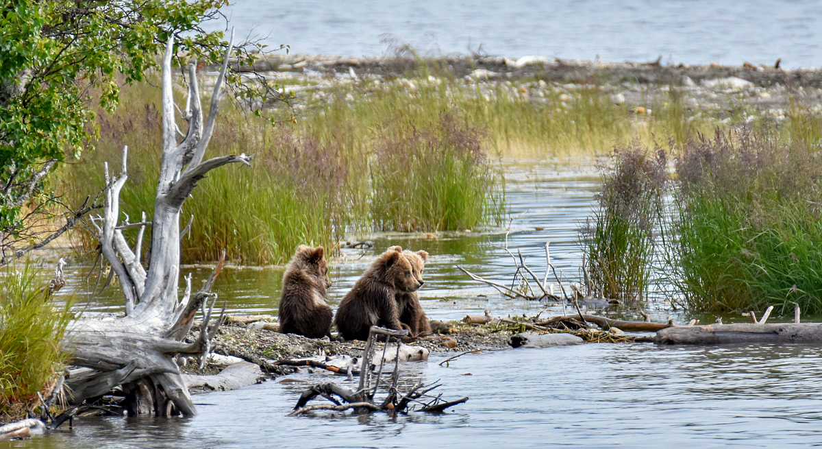 Cubs waiting for mom to get back from fishing