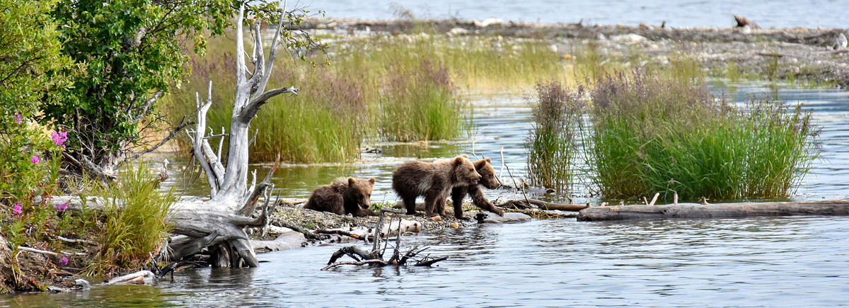 Cubs waiting for mom to get back from fishing