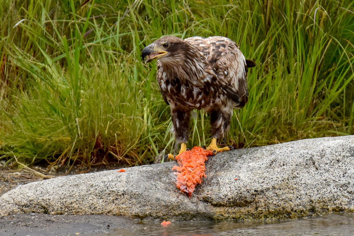 Immature Bald Eagle enjoying salmon remains
