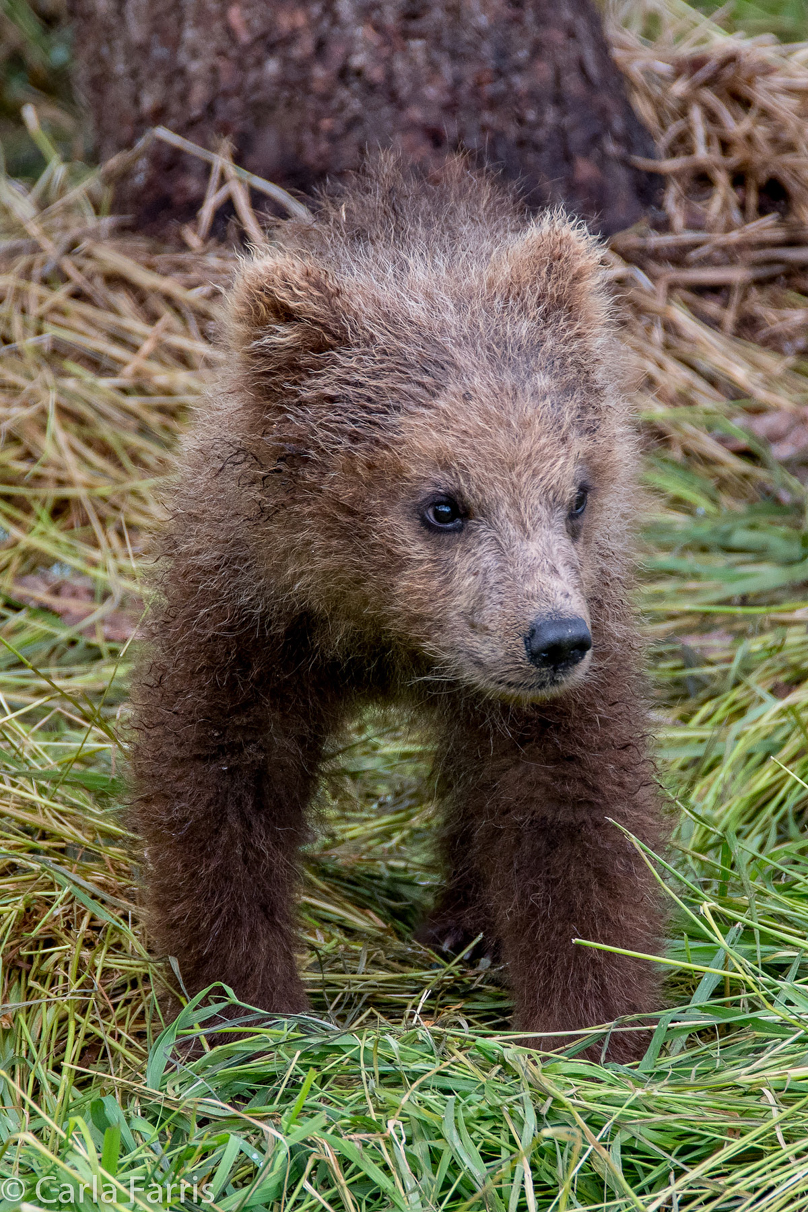 Grazer (128)'s cub