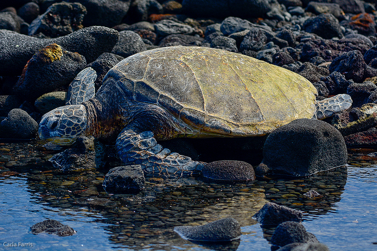 Turtle at Punaluu Black Sand Beach