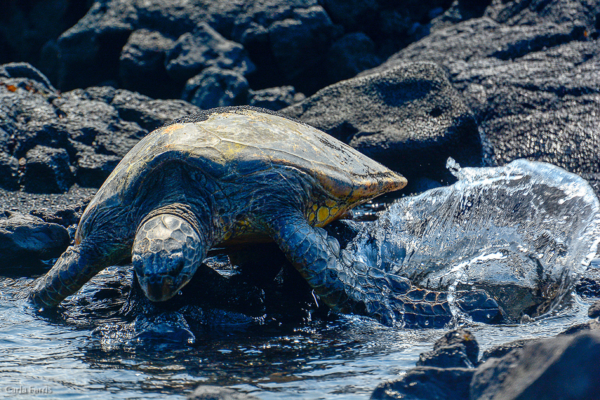 Turtle at Punaluu Black Sand Beach