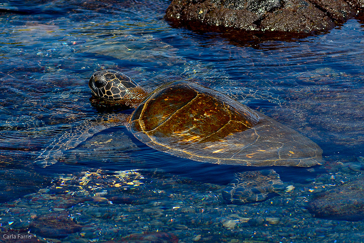 Turtle at Punaluu Black Sand Beach