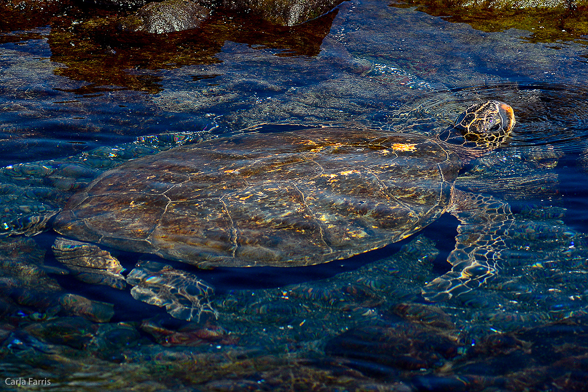 Turtle at Punaluu Black Sand Beach