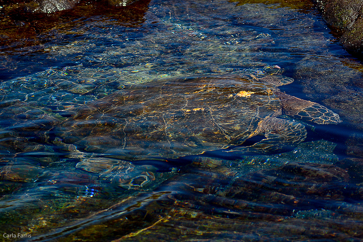 Turtle at Punaluu Black Sand Beach