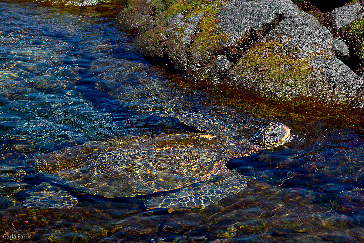 Turtle at Punaluu Black Sand Beach