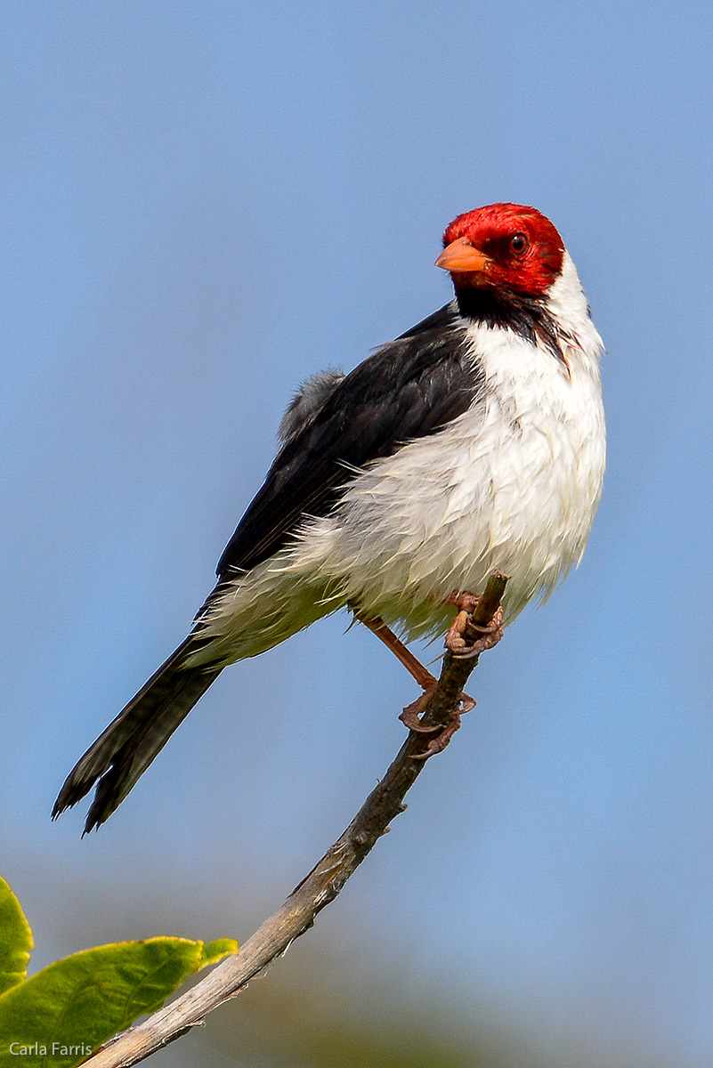 Yellow Billed Cardinal