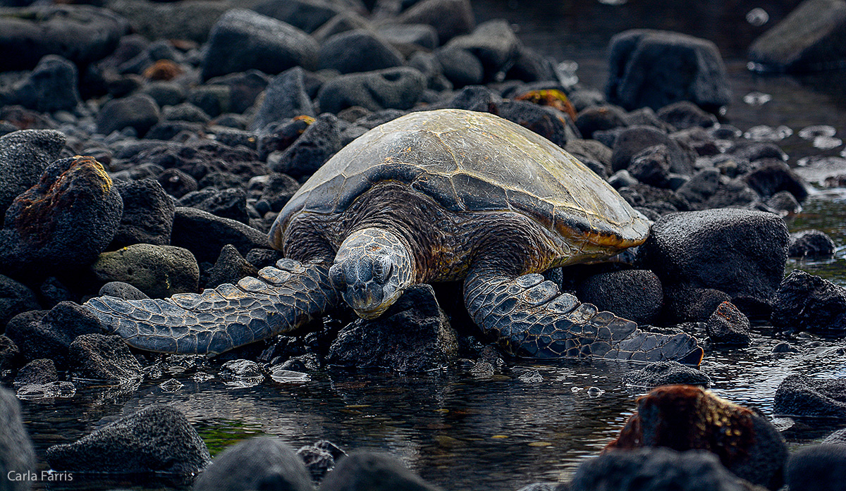Turtle at Punaluu Black Sand Beach