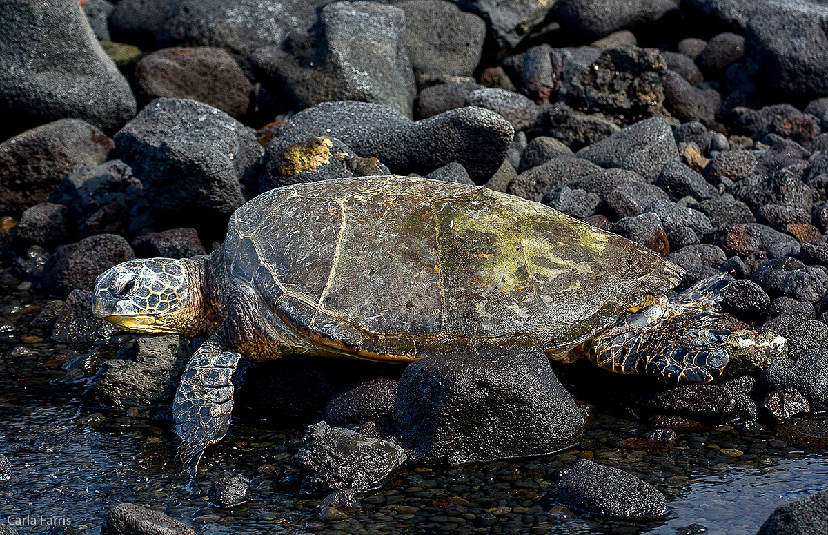 Turtle at Punaluu Black Sand Beach