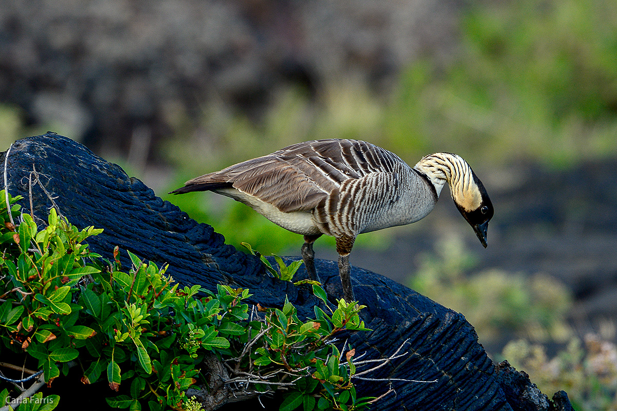 NeNe Geese