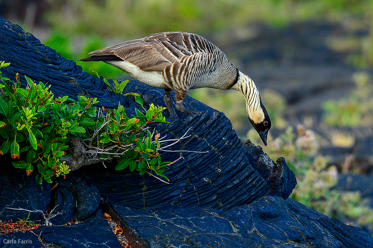 NeNe Geese