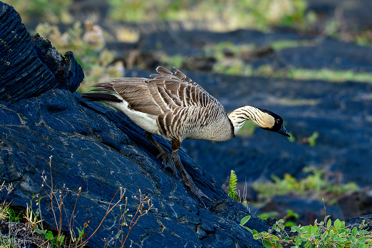 NeNe Geese