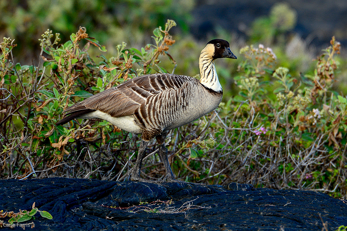 NeNe Geese