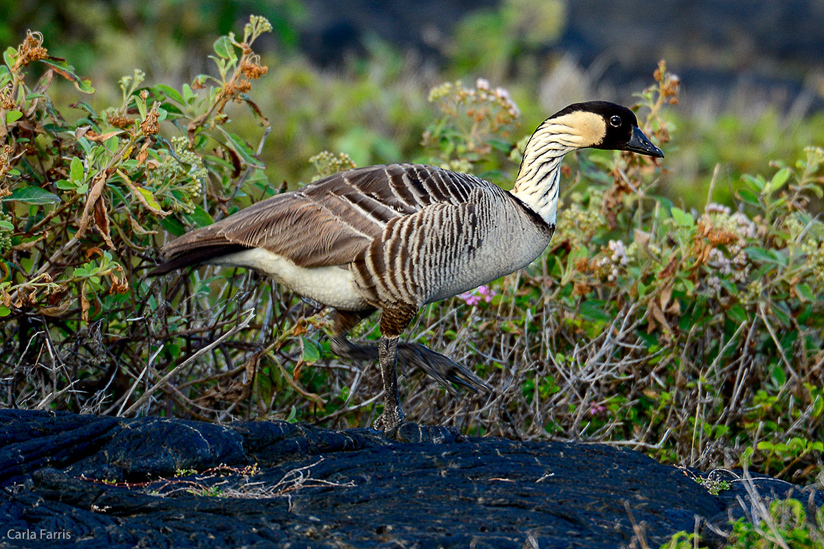 NeNe Geese