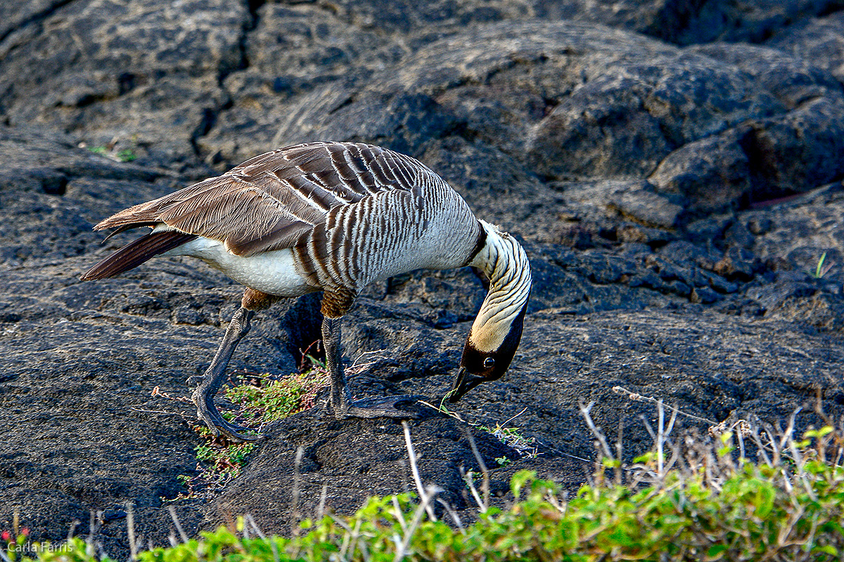 NeNe Geese