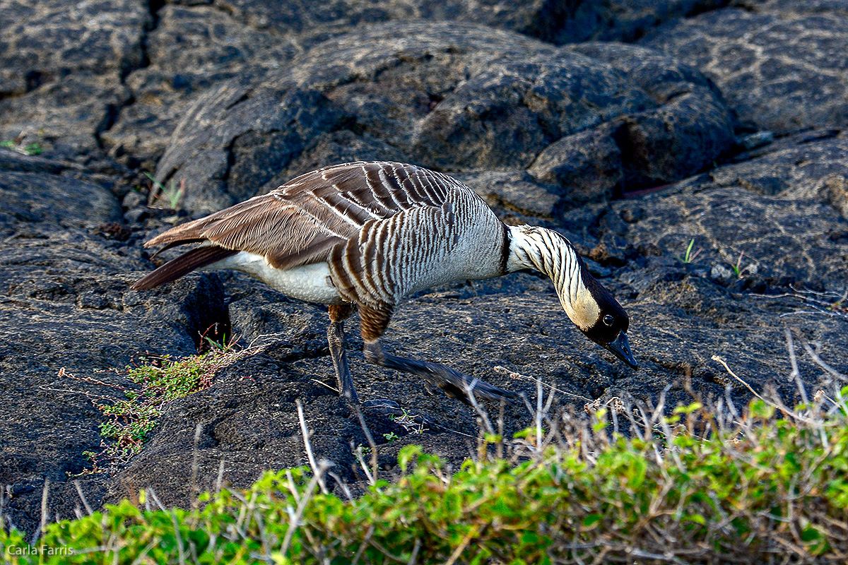 NeNe Geese