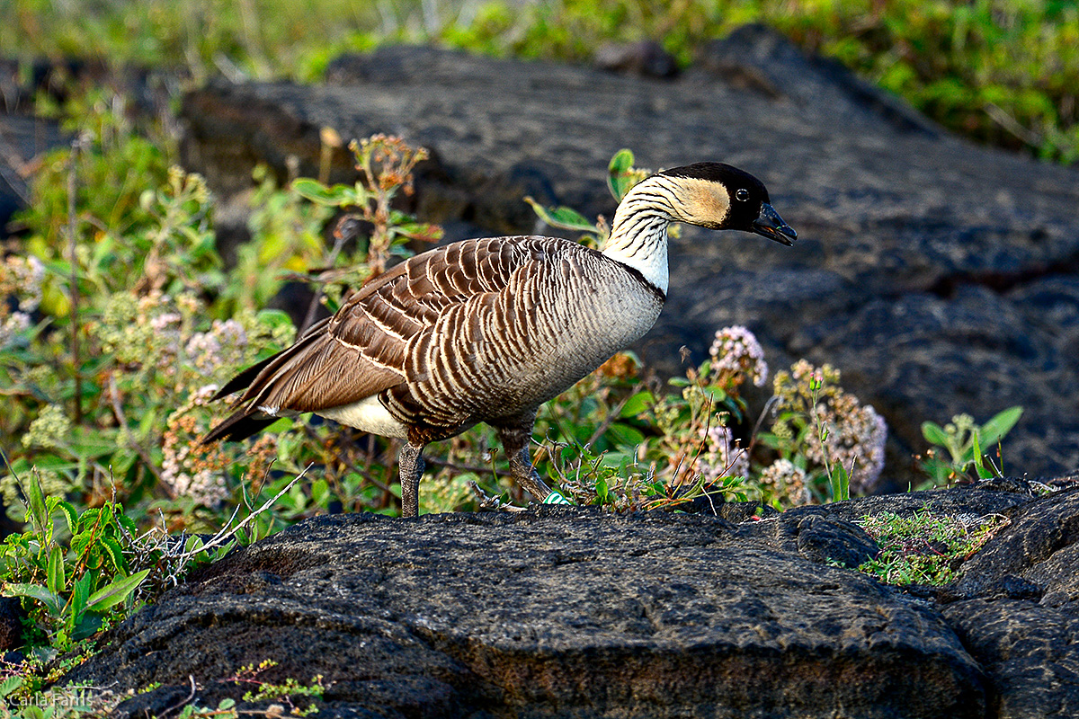 NeNe Geese