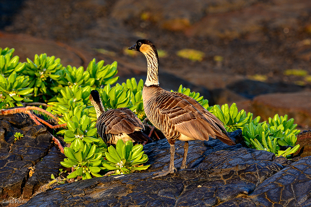 NeNe Geese