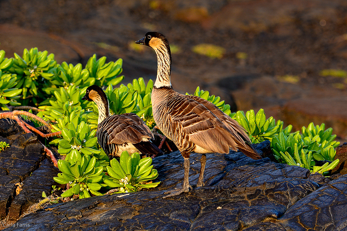 NeNe Geese