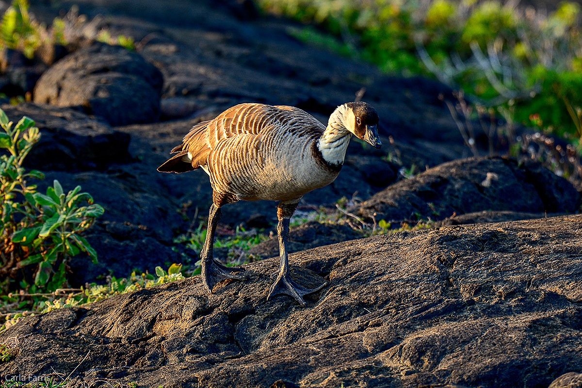 NeNe Geese