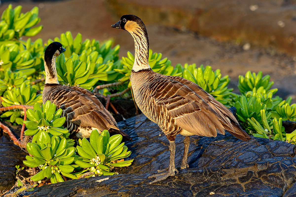 NeNe Geese