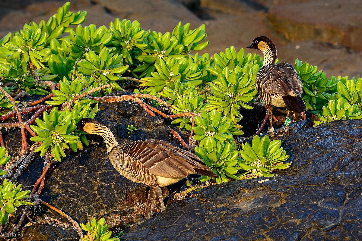 NeNe Geese