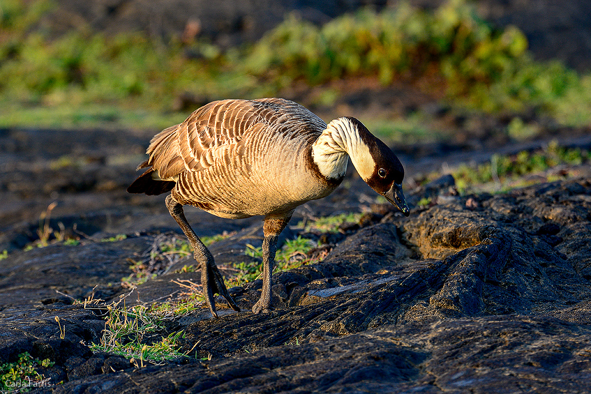 NeNe Geese