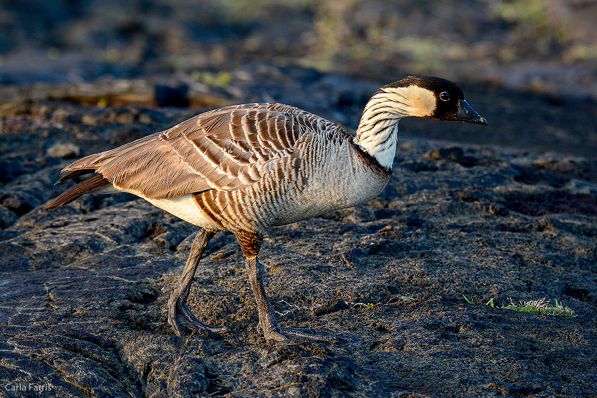 NeNe Geese