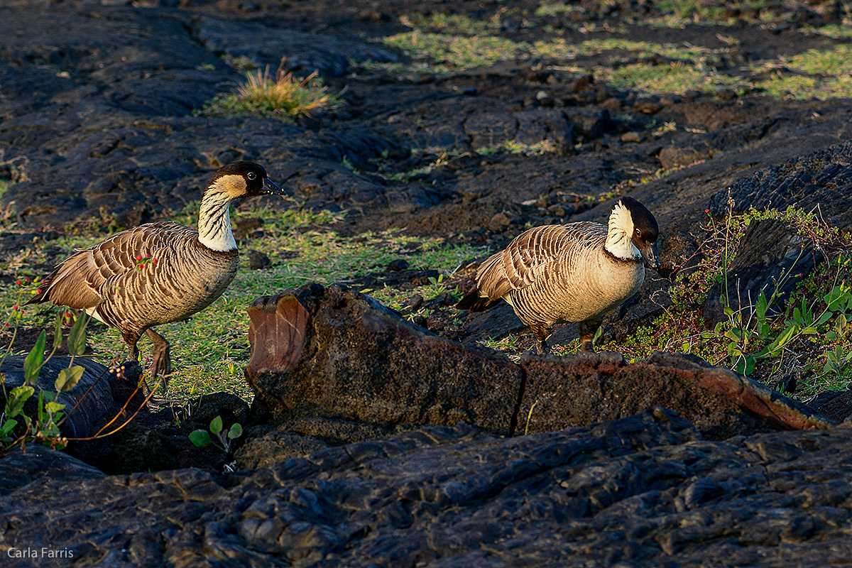 NeNe Geese