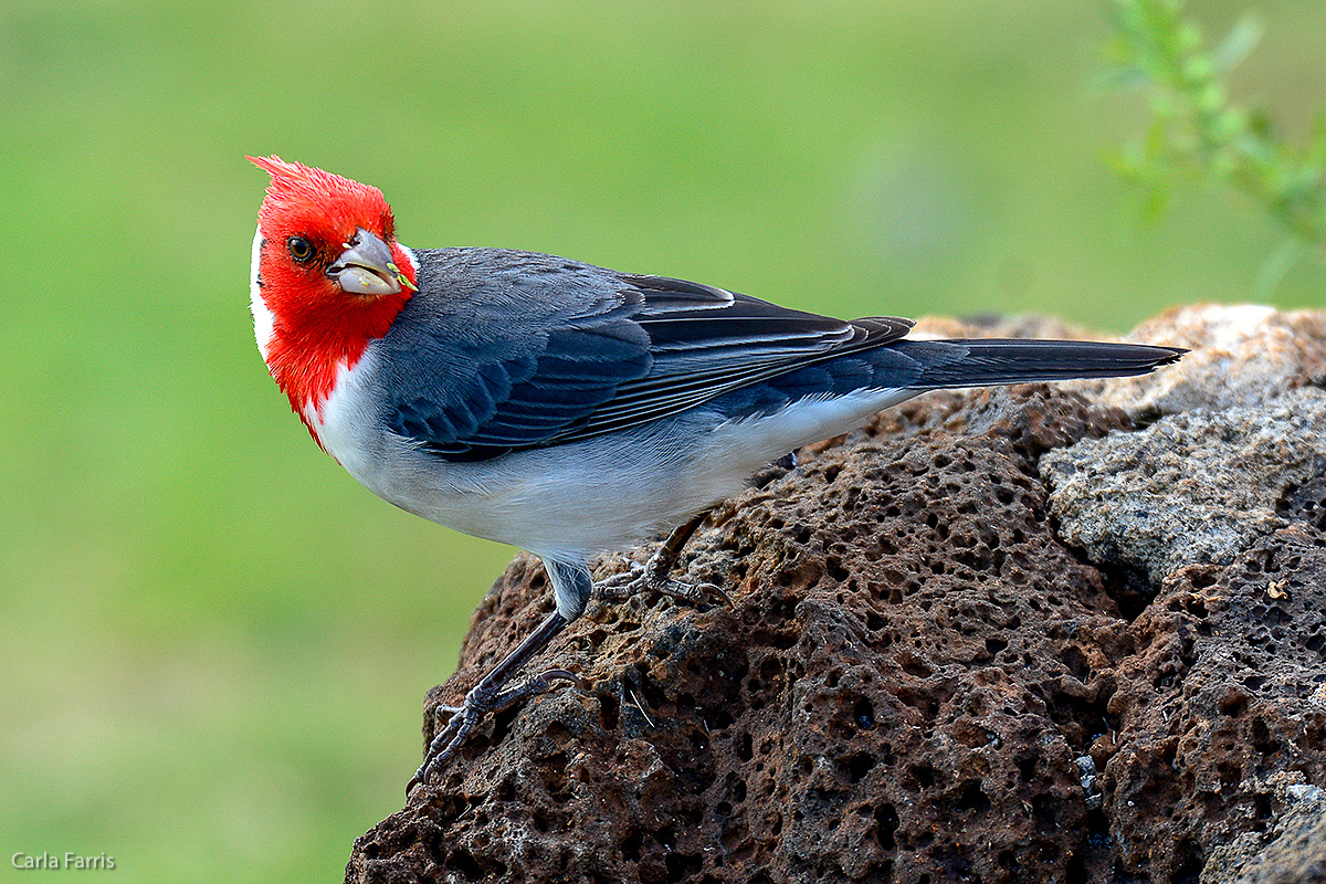 Red Crested Cardinal