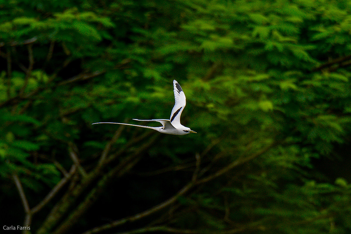 White-Tailed Tropicbird