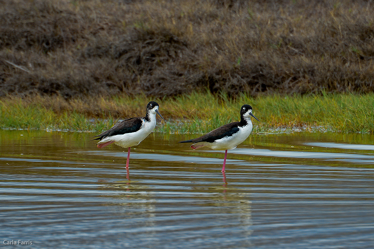 Hawaiian Stilt