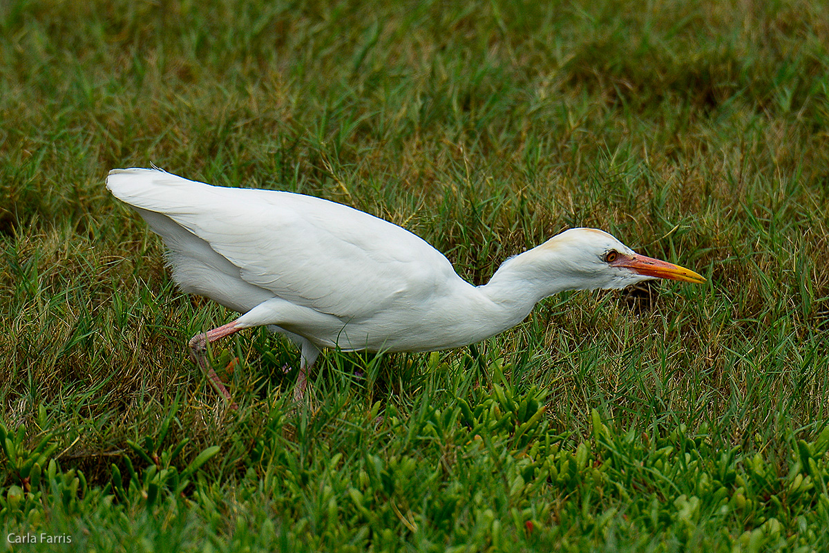 Cattle Egret