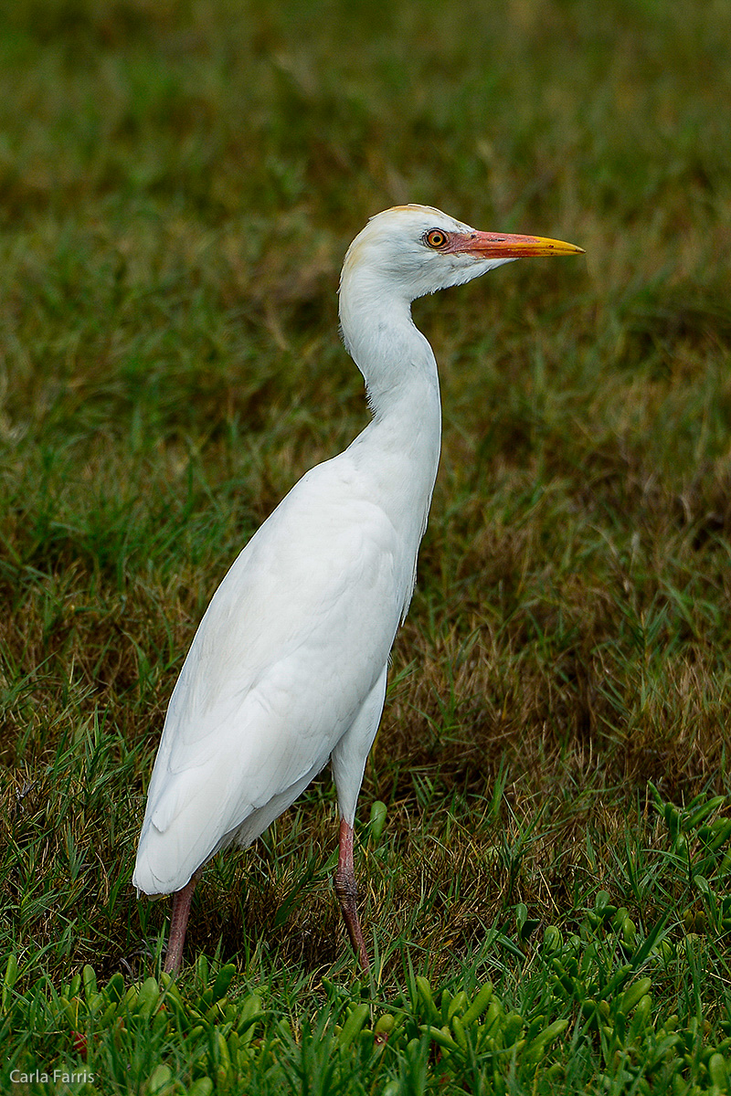 Cattle Egret