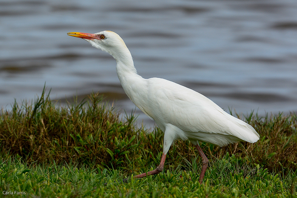 Cattle Egret