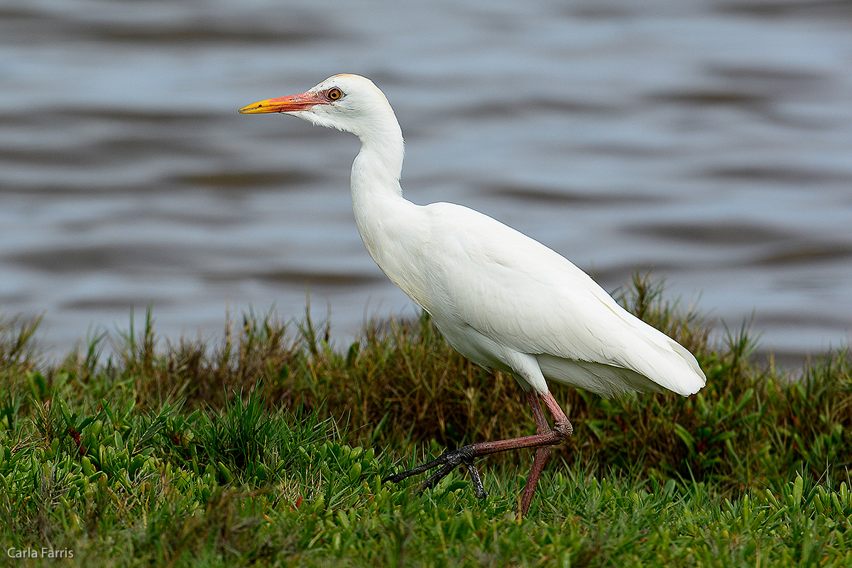 Cattle Egret