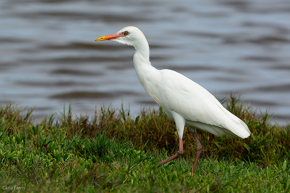 Cattle Egret