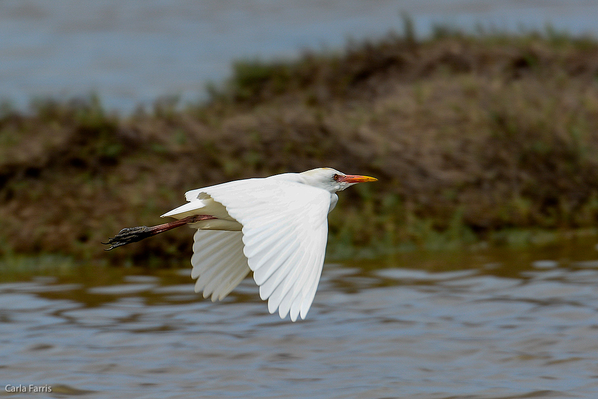 Cattle Egret