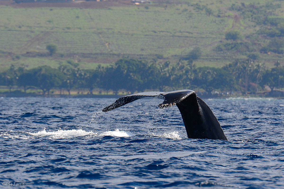 Humpback Whales