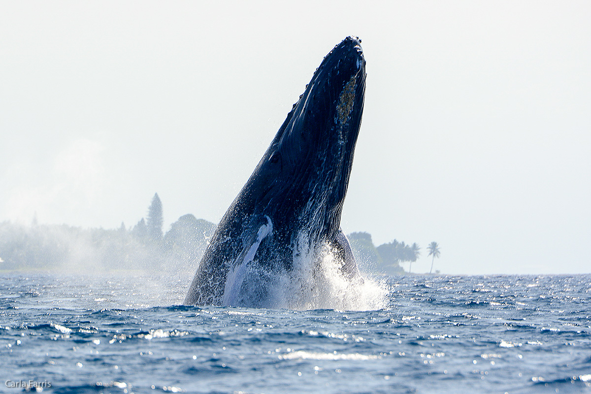 Humpback Whales