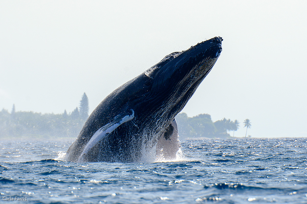 Humpback Whales