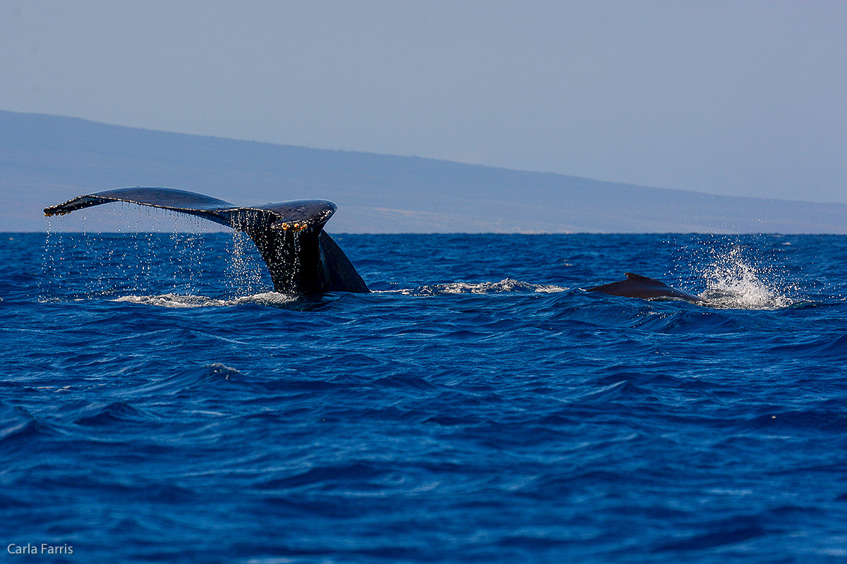 Humpback Whales