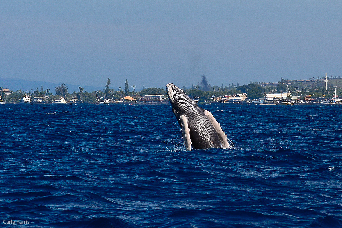 Humpback Whales