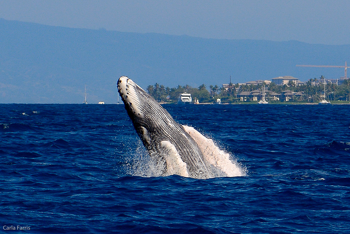 Humpback Whales