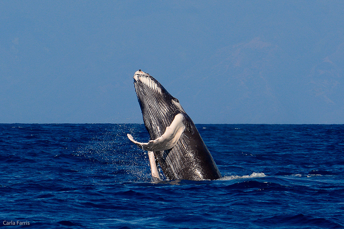 Humpback Whales