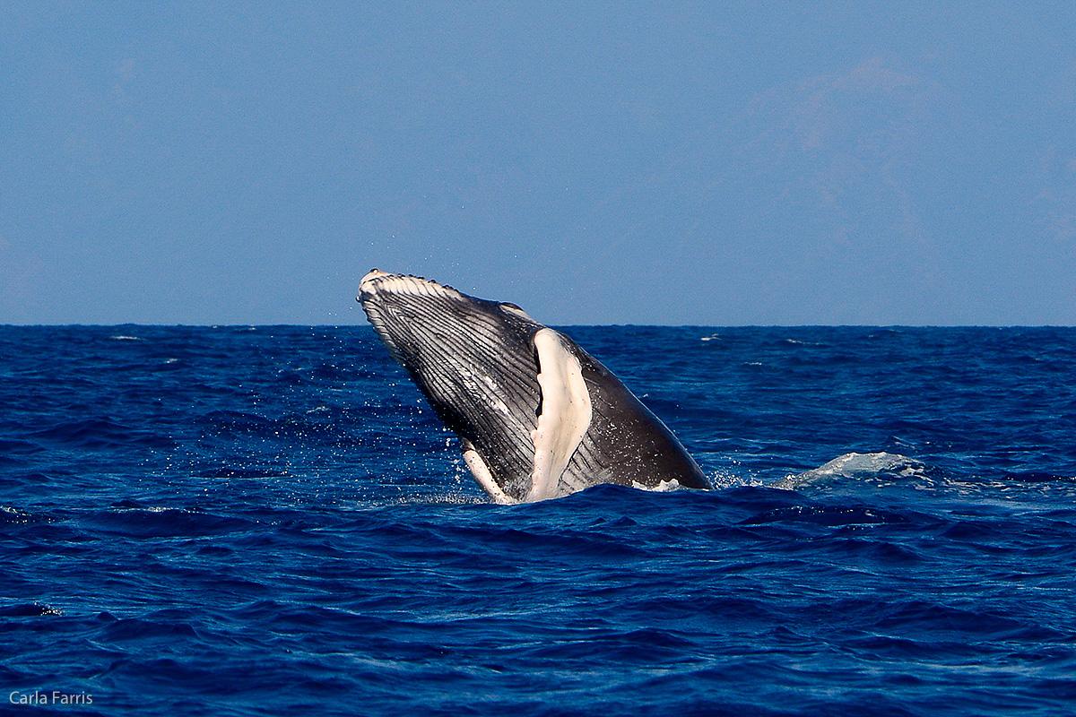 Humpback Whales