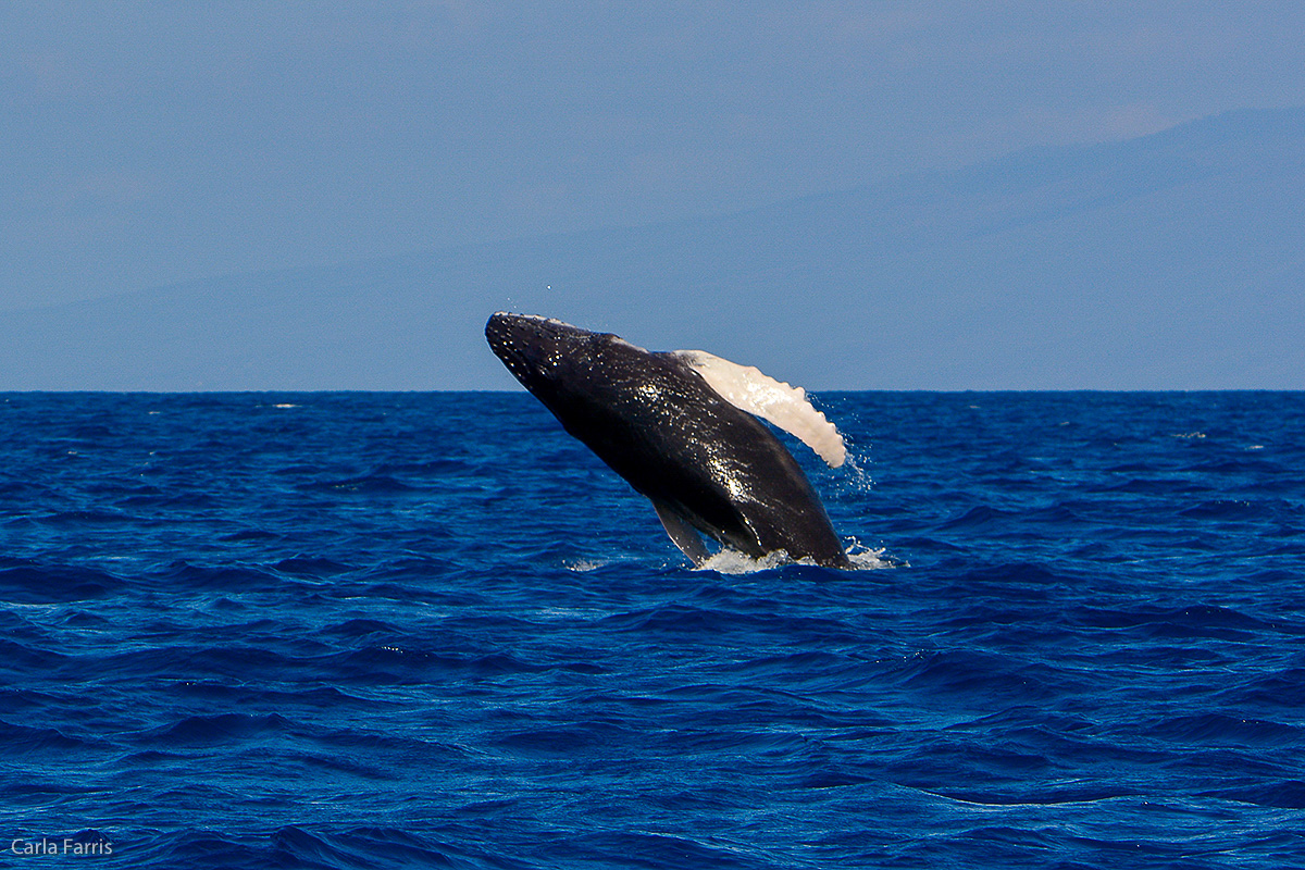 Humpback Whales